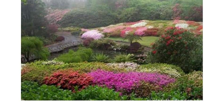 National Rhododendron Gardens, Olinda