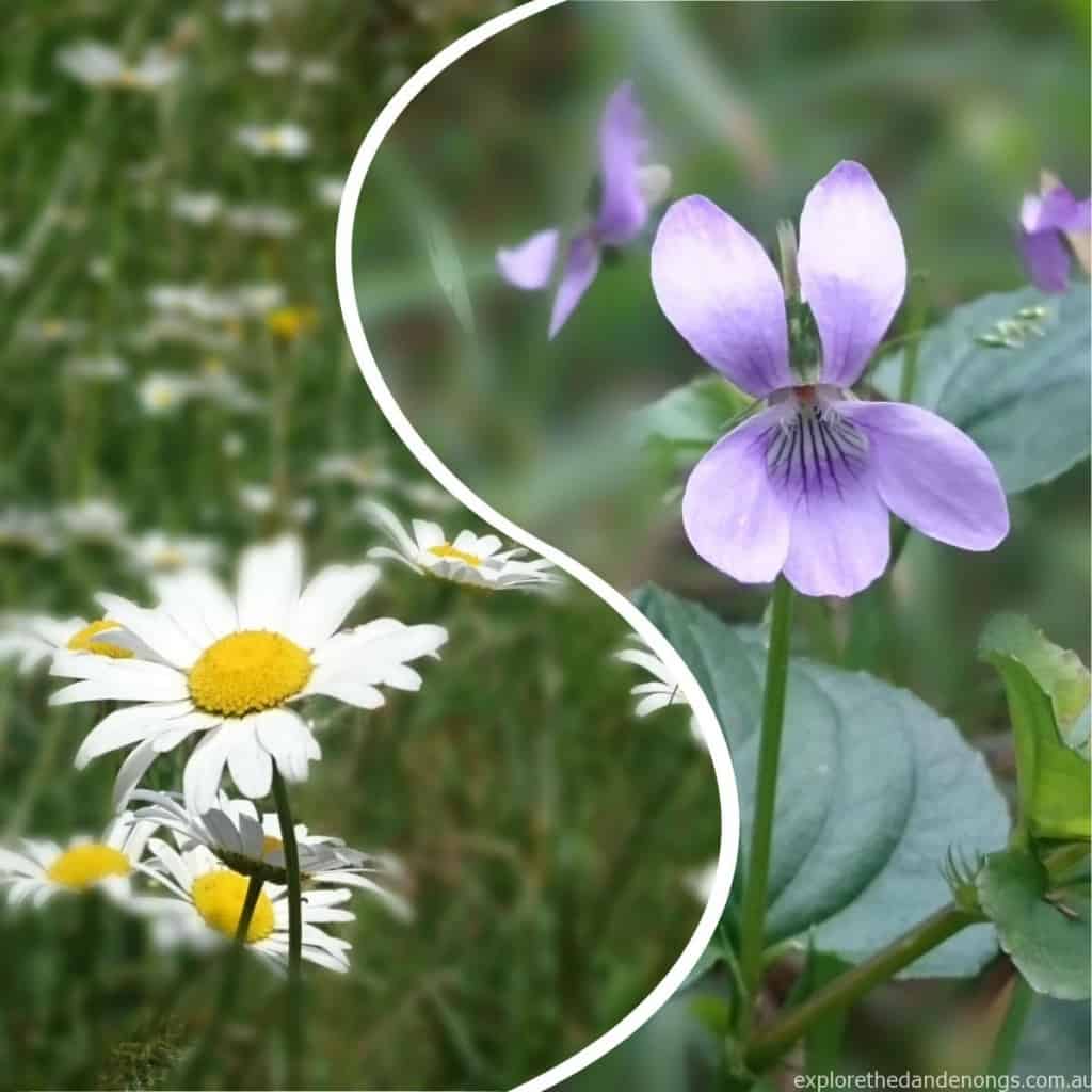 Wild Flowers of the Dandenong Ranges