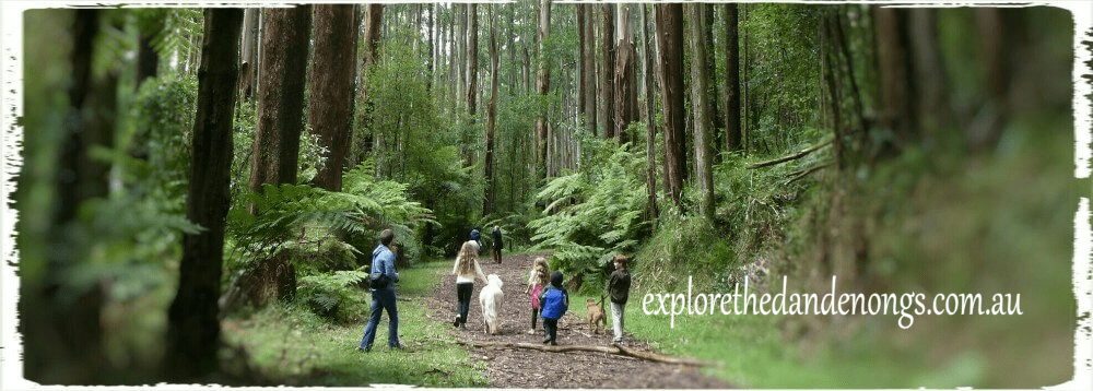 Explore The Dandenong Ranges - over 30 walking tracks and dog friendly walks
