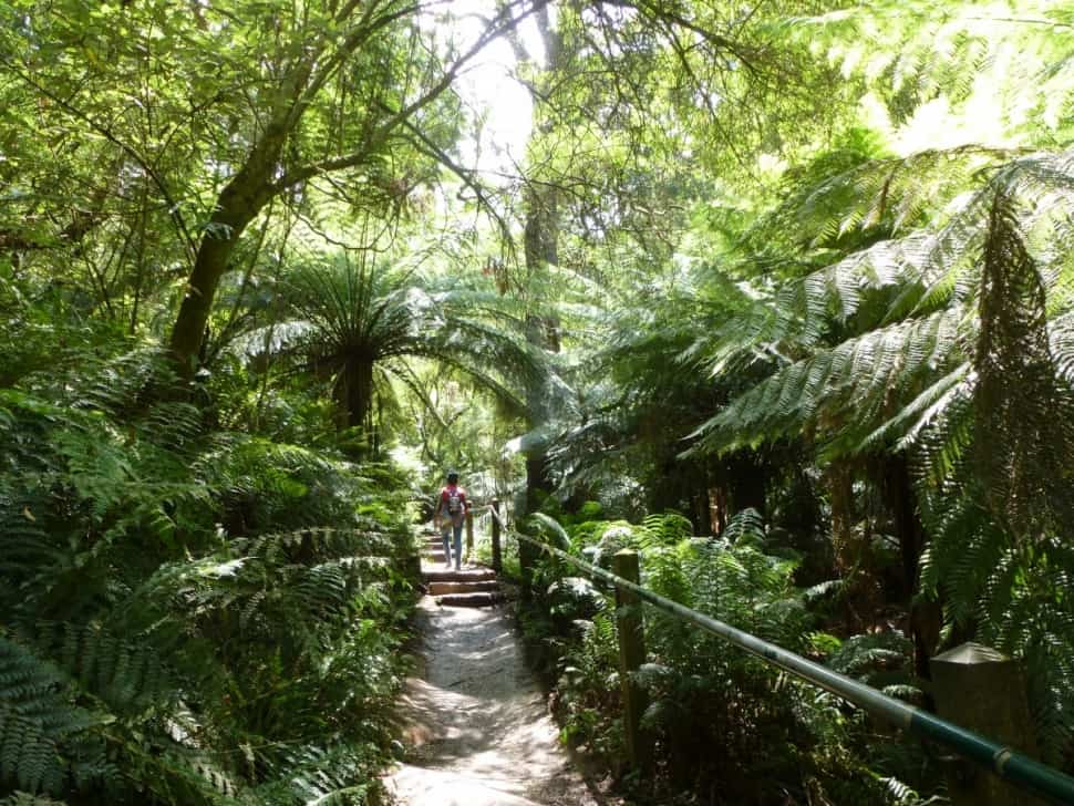 Dandenong Ranges Attractions - Puffing Billy Steam Train, Gardens & Walks