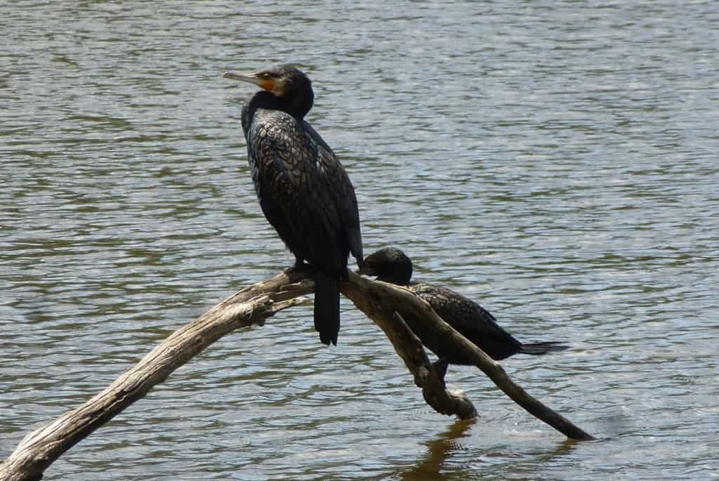 Birdsland Reserve, South Belgrave, Dandenong Ranges