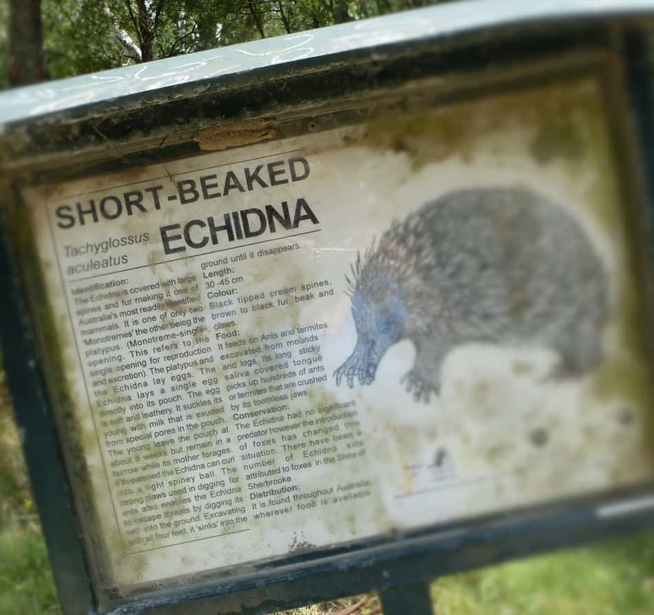 Birdsland Reserve Sign Echidna