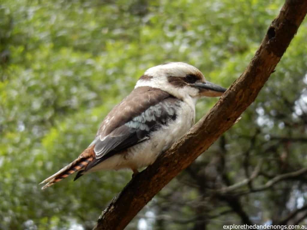 Kookaburra