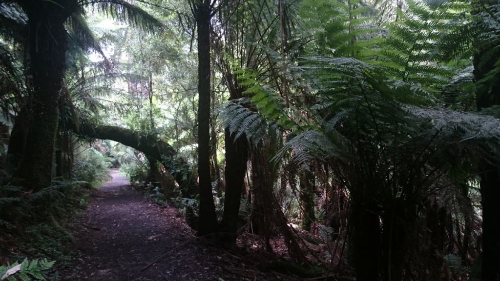 Hardy Gully Nature Trail Dandenong Ranges