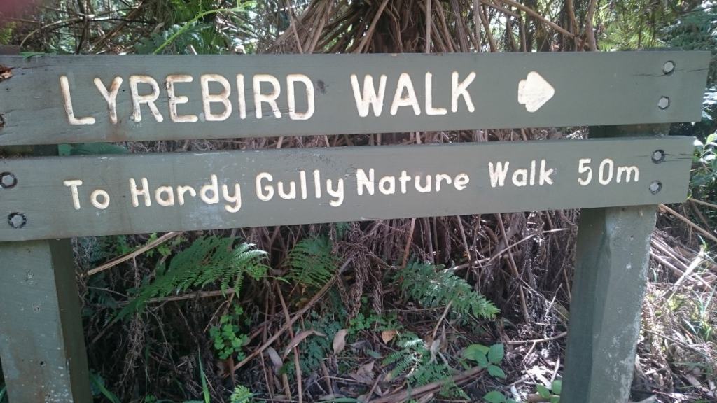 Hardy Gully Nature Trail Dandenong Ranges