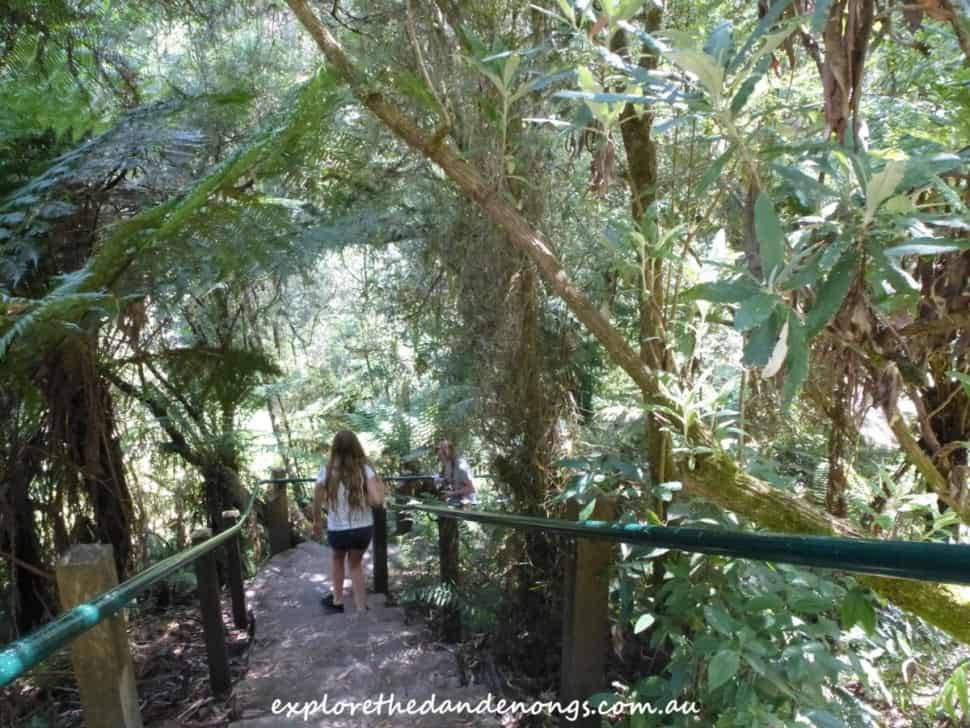 Sherbrooke Falls • Dandenong Ranges National Park