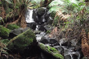 Sherbrooke Falls Walking Track Dandenong Ranges