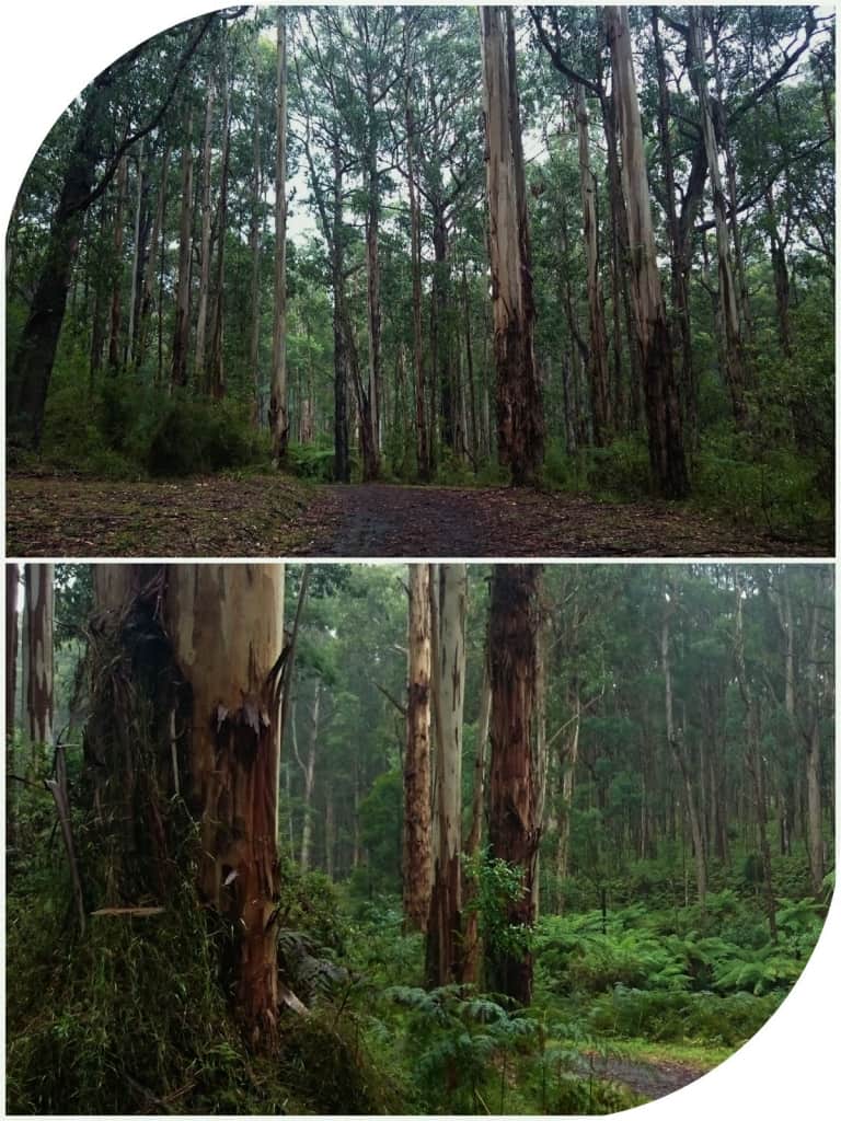 Valley Picnic Ground Dandenong Ranges