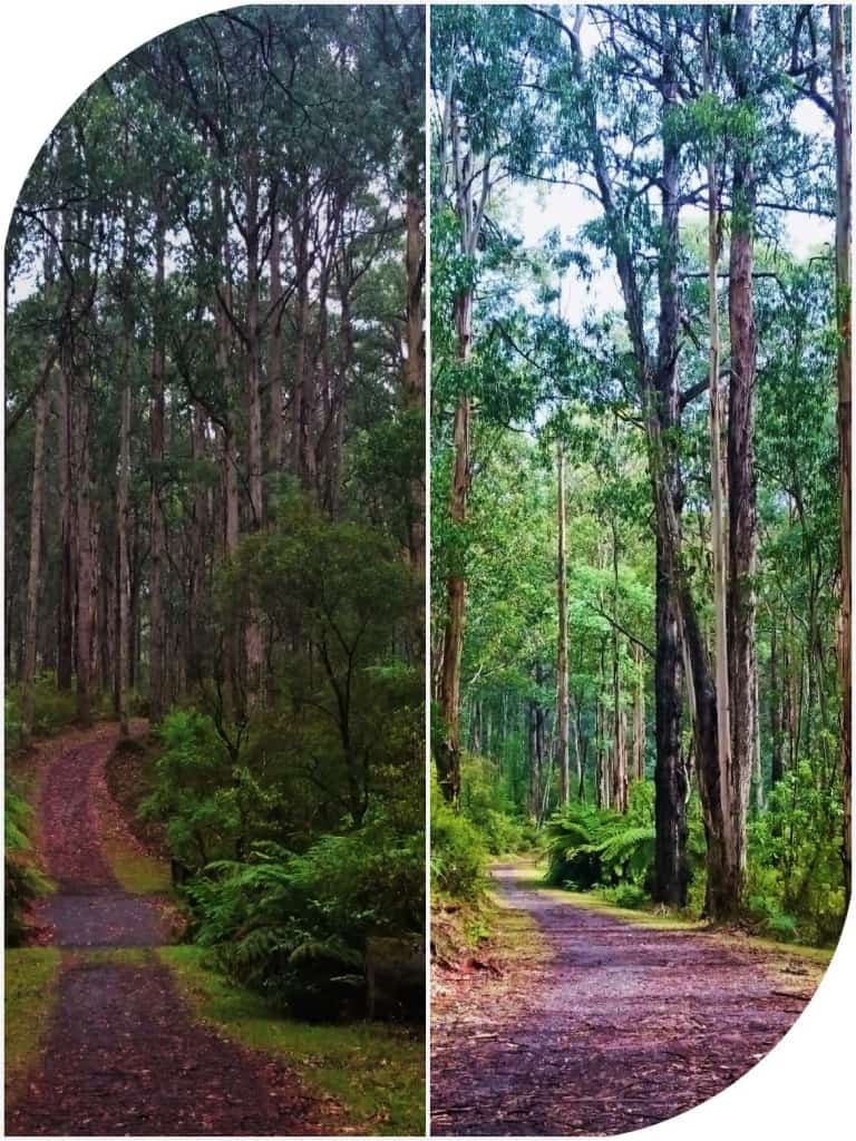 Valley Picnic Ground Dandenong Ranges