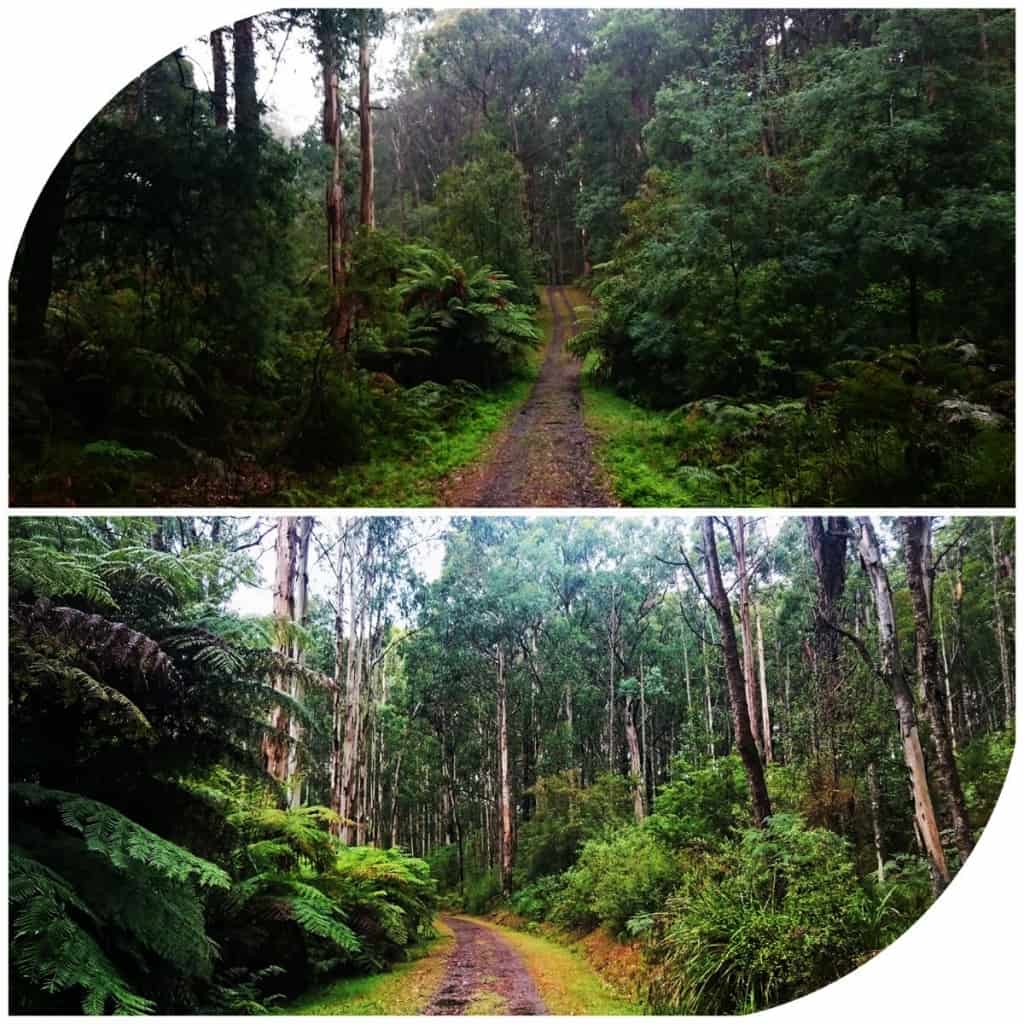 Valley Picnic Ground Dandenong Ranges