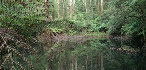 Hamer Arboretum Mount Dandenong Australia