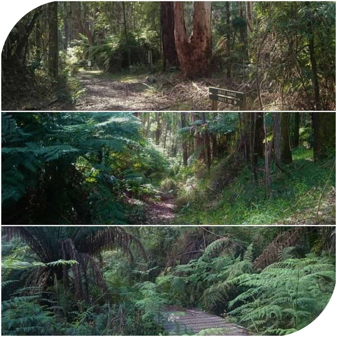 Blackhole track Dandenong Ranges