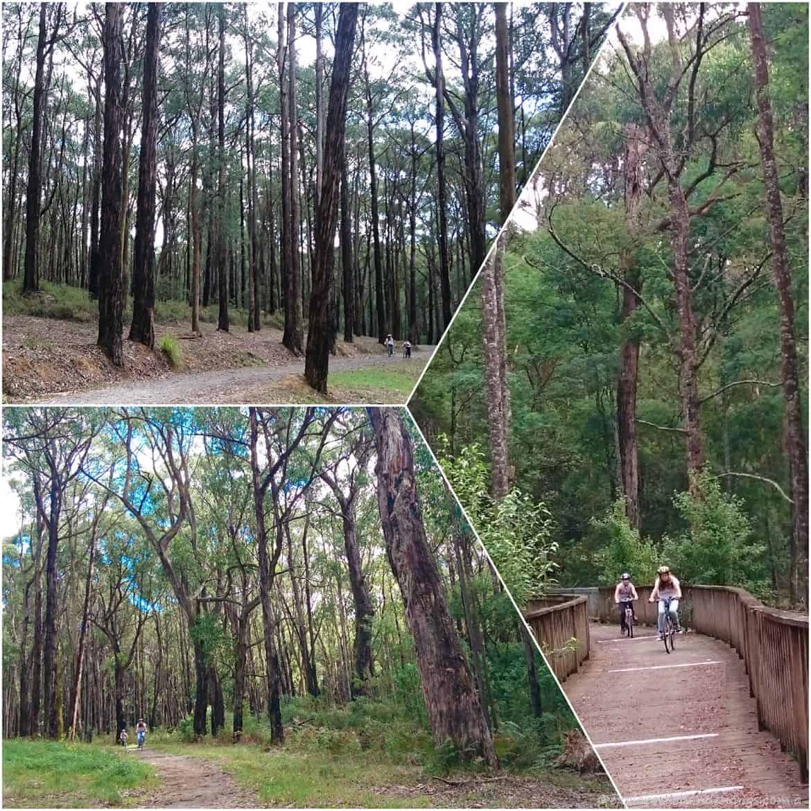 Emerald-Cockatoo Trail.6 (Copy)
