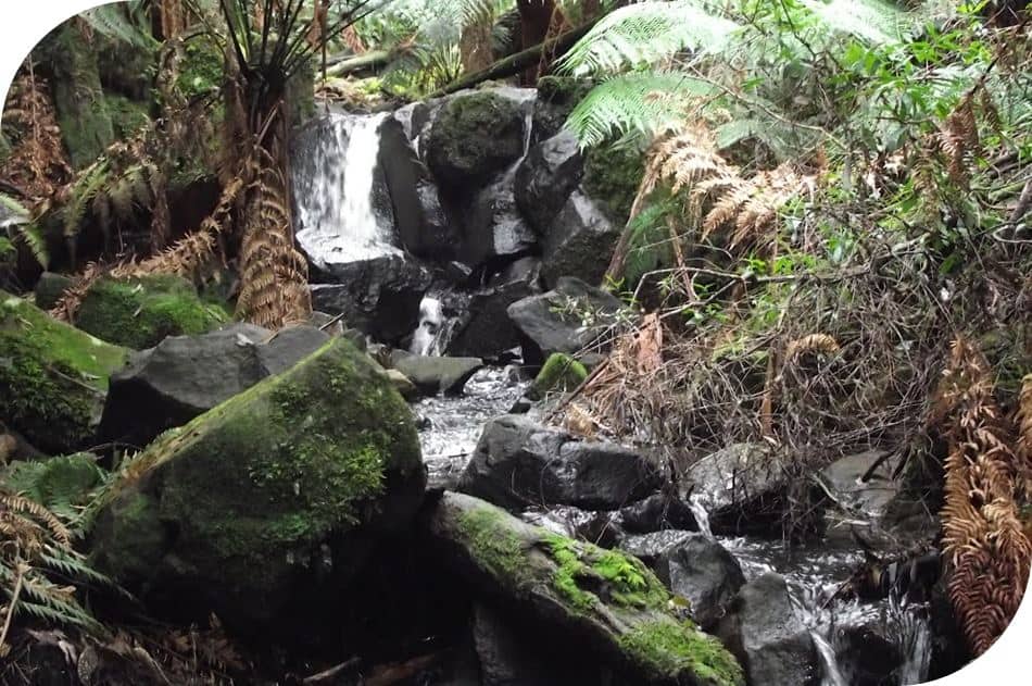 Sherbrooke Falls Trail Dandenong Ranges