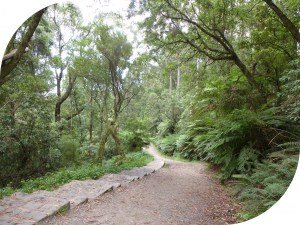 1000 Steps Dandenong Ranges - Lyrebird Track