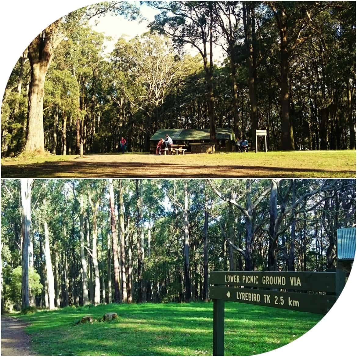 One Tree Hill Picnic Area