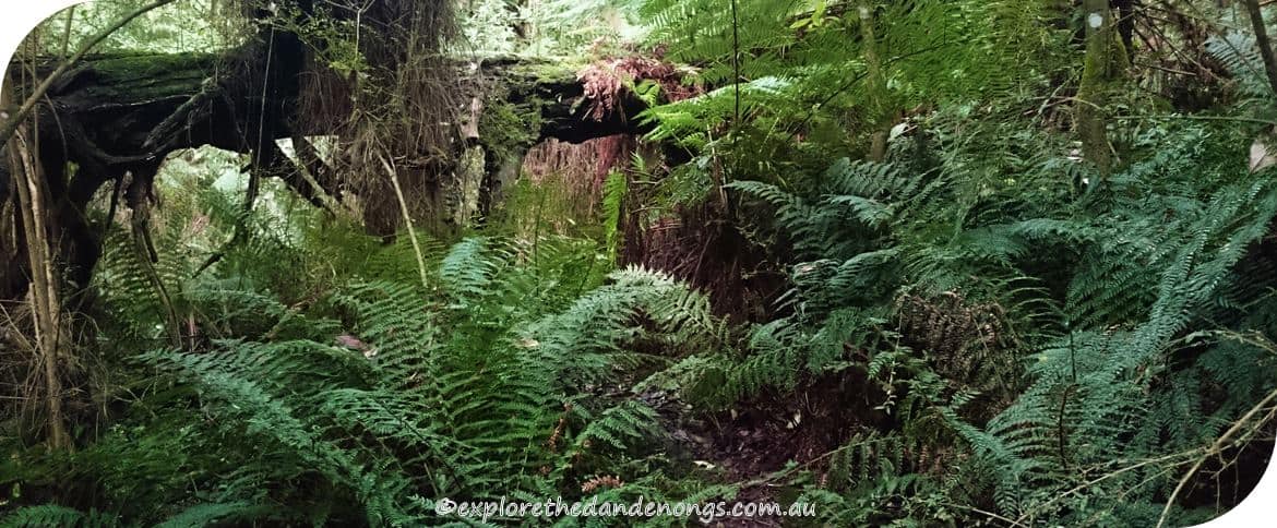 Kalorama-Park, Dandenong Ranges. Walking Tracks near Melbourne