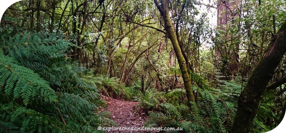 Kalorama-Park, Dandenong Ranges. Walking Tracks near Melbourne