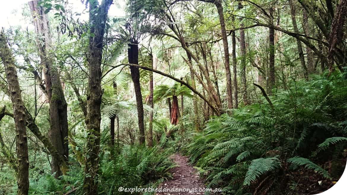 Kalorama-Park, Dandenong Ranges. Walking Tracks near Melbourne