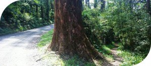 Mt Dandenong-Circuit-Walk