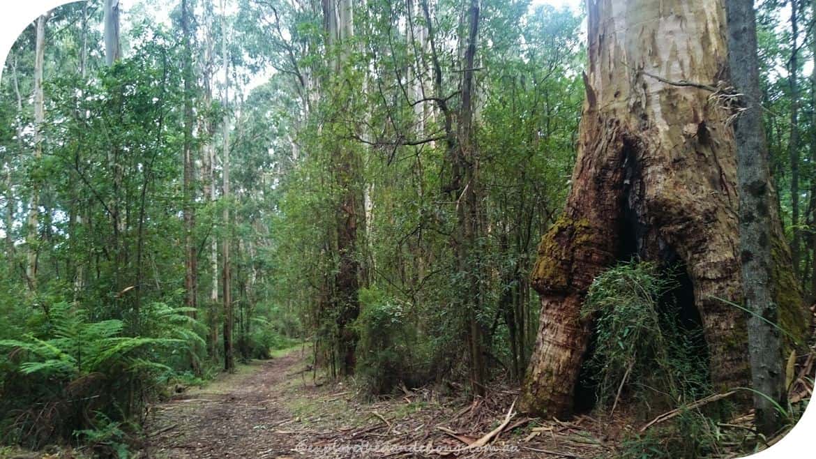 Mt-Dandenong-Circuit