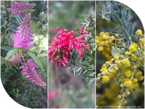 Pretty wild flowers, autumn at Cardinia Reservior