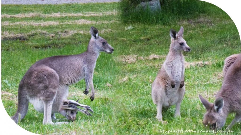 Eastern Grey Kangaroos at Cardinia Reserve, Dandenong Ranges