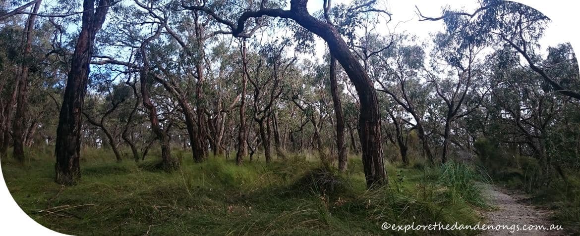 Cardinia-Reservoir-Crystal-Brook-Park.8