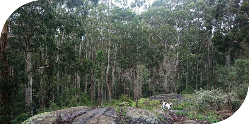 Bush walk outlet dog friendly