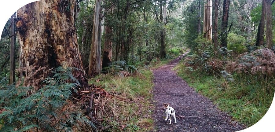 Dog-friendly-walks-dandenong-ranges (11)