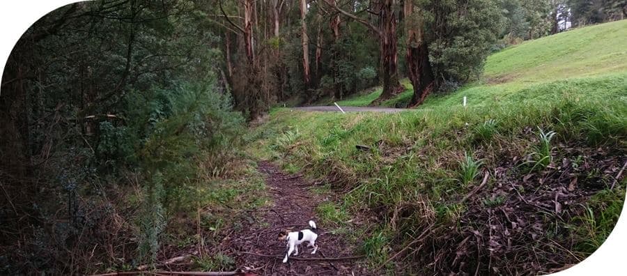 Dog-friendly-walks-dandenong-ranges (13)