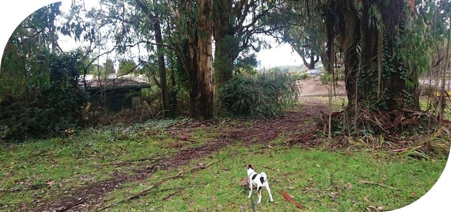 Dog-friendly-walks-dandenong-ranges (14)