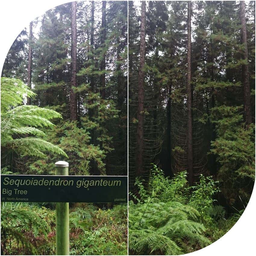 Dog-friendly-walks-dandenong-ranges (5)