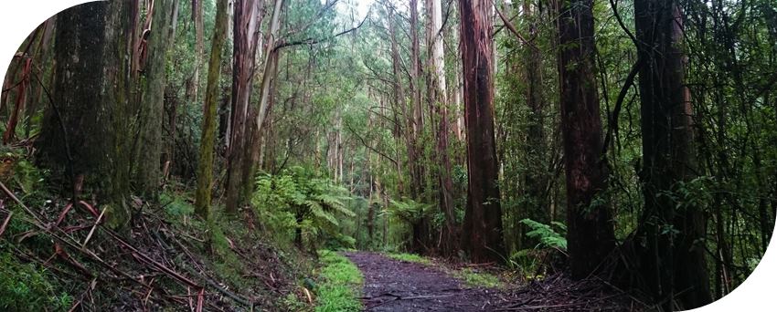 Dog-friendly-walks-dandenong-ranges (6)