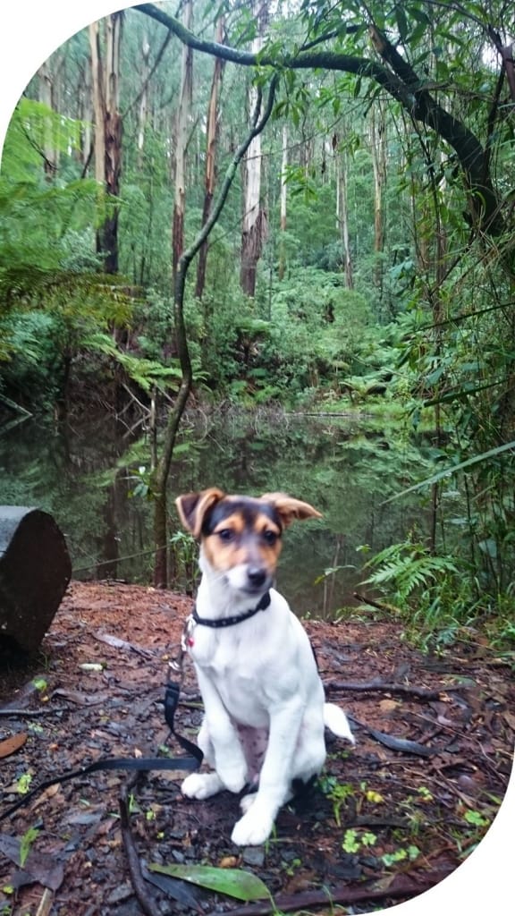 Dog-friendly-walks-dandenong-ranges (7)