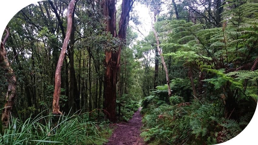 Dog-friendly-walks-dandenong-ranges (9)