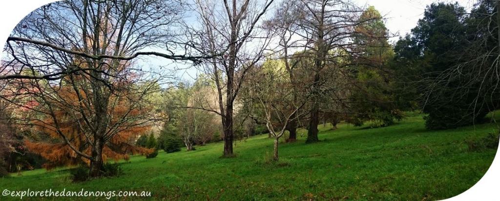 Mount Dandenong Circuit Walk