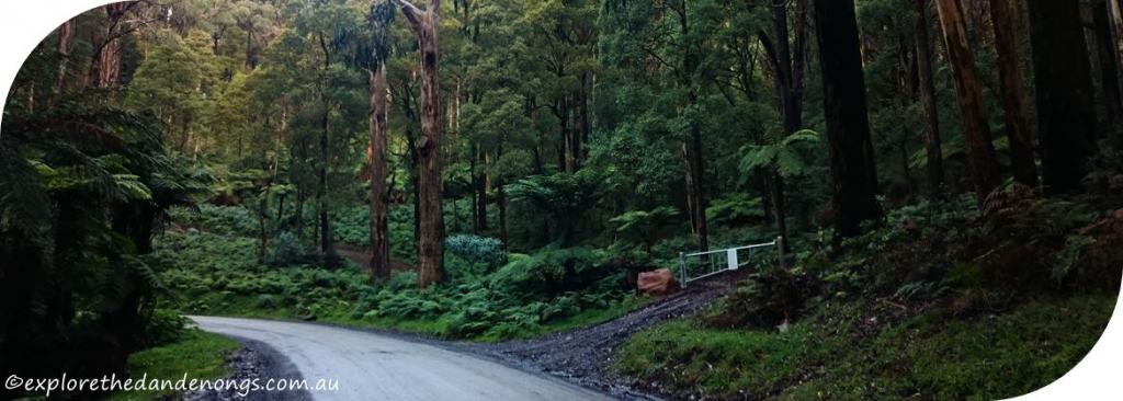 Mount Dandenong Circuit Walk