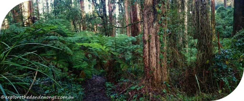 Mount Dandenong Circuit Walk