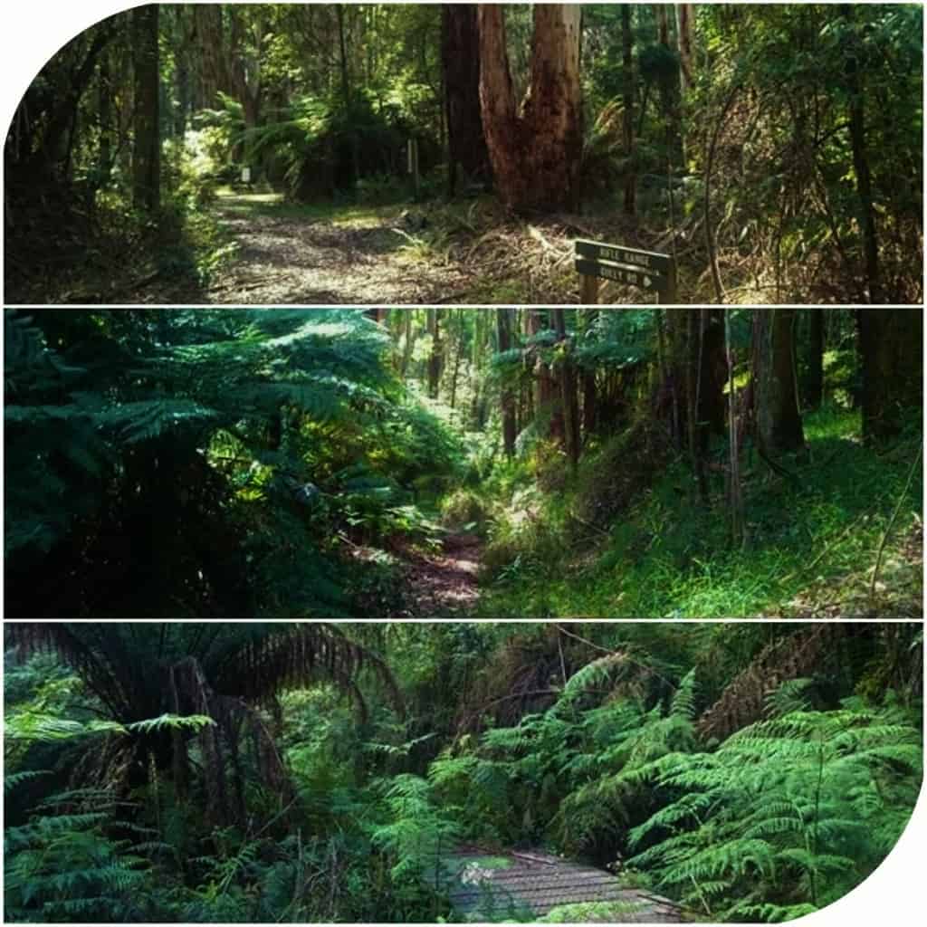 Mount Dandenong Circuit Walk