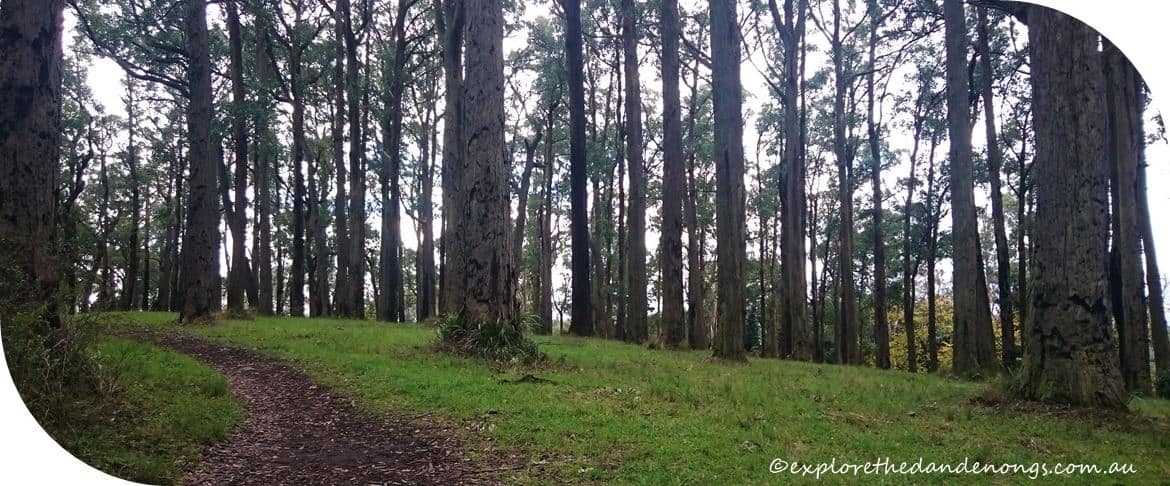 Western-Slopes-Walk-Mt-Dandenong