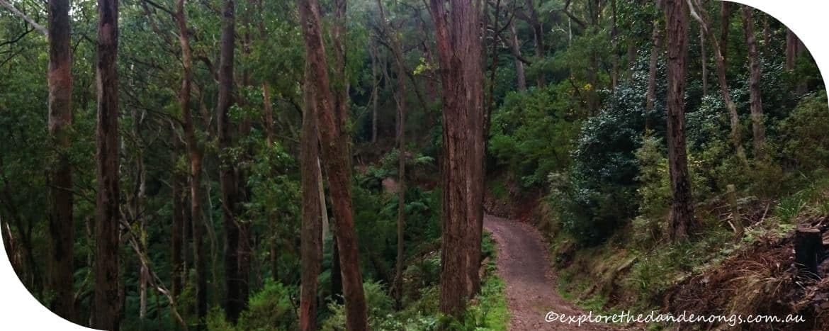 Western Slopes Walk Mt-Dandenong