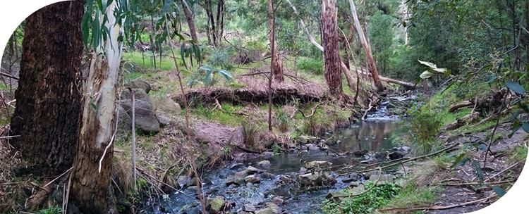 Ferny Creek Walking Track