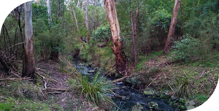 Glenfern Valley walk, passing by Ferny Creek.