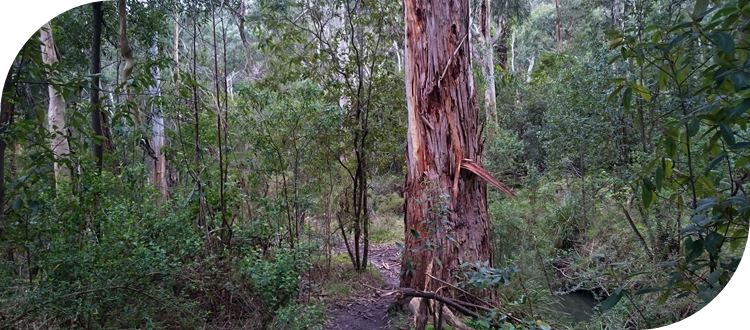 Ferny Creek Walking Track