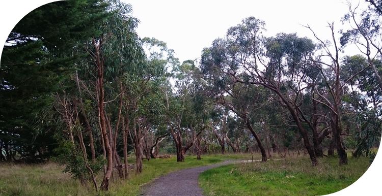 Glenfern Valley Bushlands Reserve, dog friendly walking tracks.