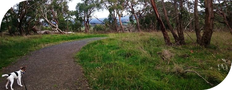 Glenfern Valley Bushlands Reserve, dog friendly walking tracks.