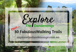 Over 30 Fabulous Walking Trails in the Dandenong Ranges