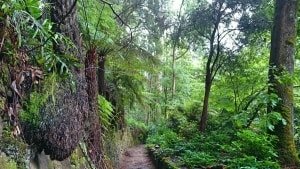 Alfred Nicholas Gardens Sherbrooke, Dandenong Ranges