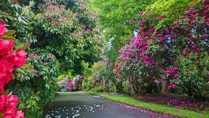 Alfred Nicholas Gardens Sherbrooke, Dandenong Ranges